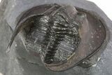 Detailed Scotoharpes Trilobite - Boudib, Morocco #275313-5